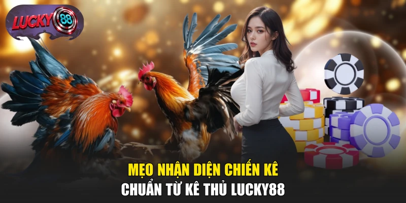 Mẹo nhận diện chiến kê chuẩn từ kê thủ LUCKY88