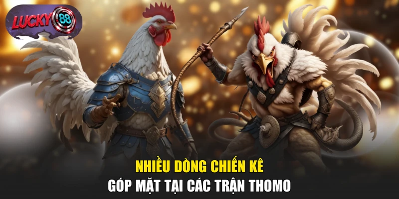 Nhiều dòng chiến kê góp mặt tại các trận Thomo
