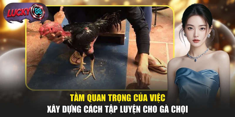 Tầm quan trọng của việc xây dựng cách tập luyện cho gà chọi
